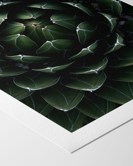 Perfektion der Natur - Kunstdruck