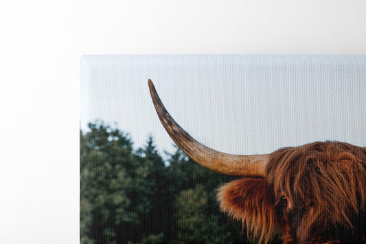 Schottischer Gast im Allgäu - Leinwand