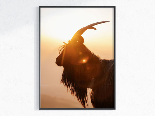 Im Schein der Abendsonne