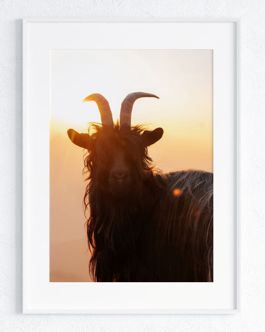 Im goldenen Licht - Rahmenedition