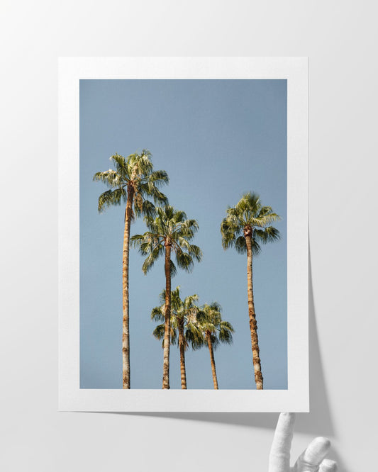 Palmenpoesie - Rahmenedition