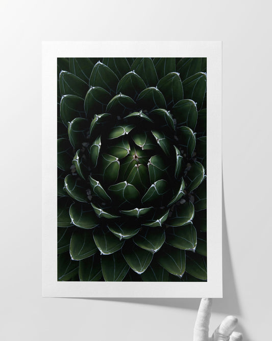 Perfektion der Natur - Kunstdruck