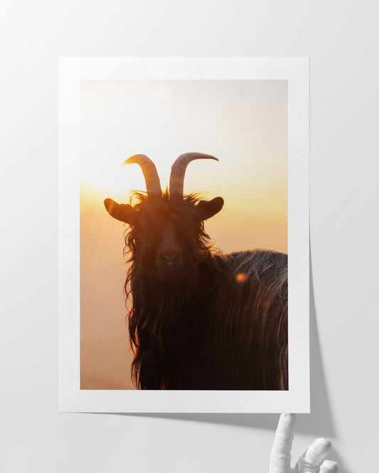 Im goldenen Licht - Kunstdruck