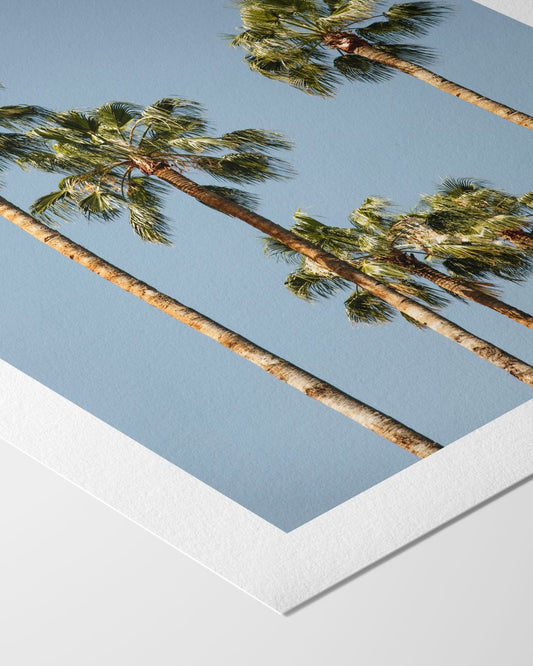 Palmenpoesie - Kunstdruck