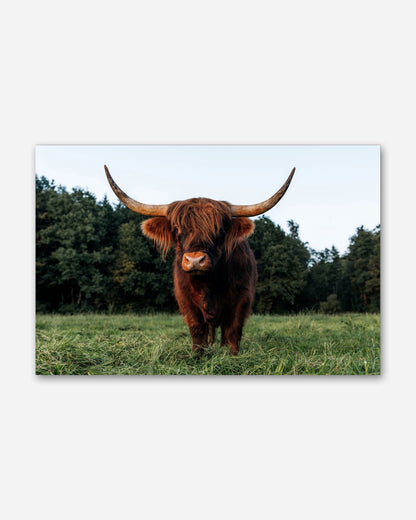 Schottischer Gast im Allgäu