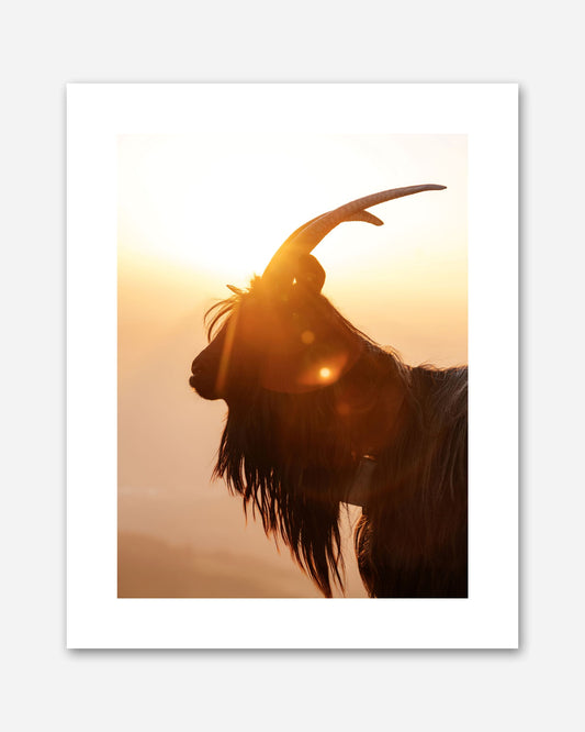 Im Schein der Abendsonne