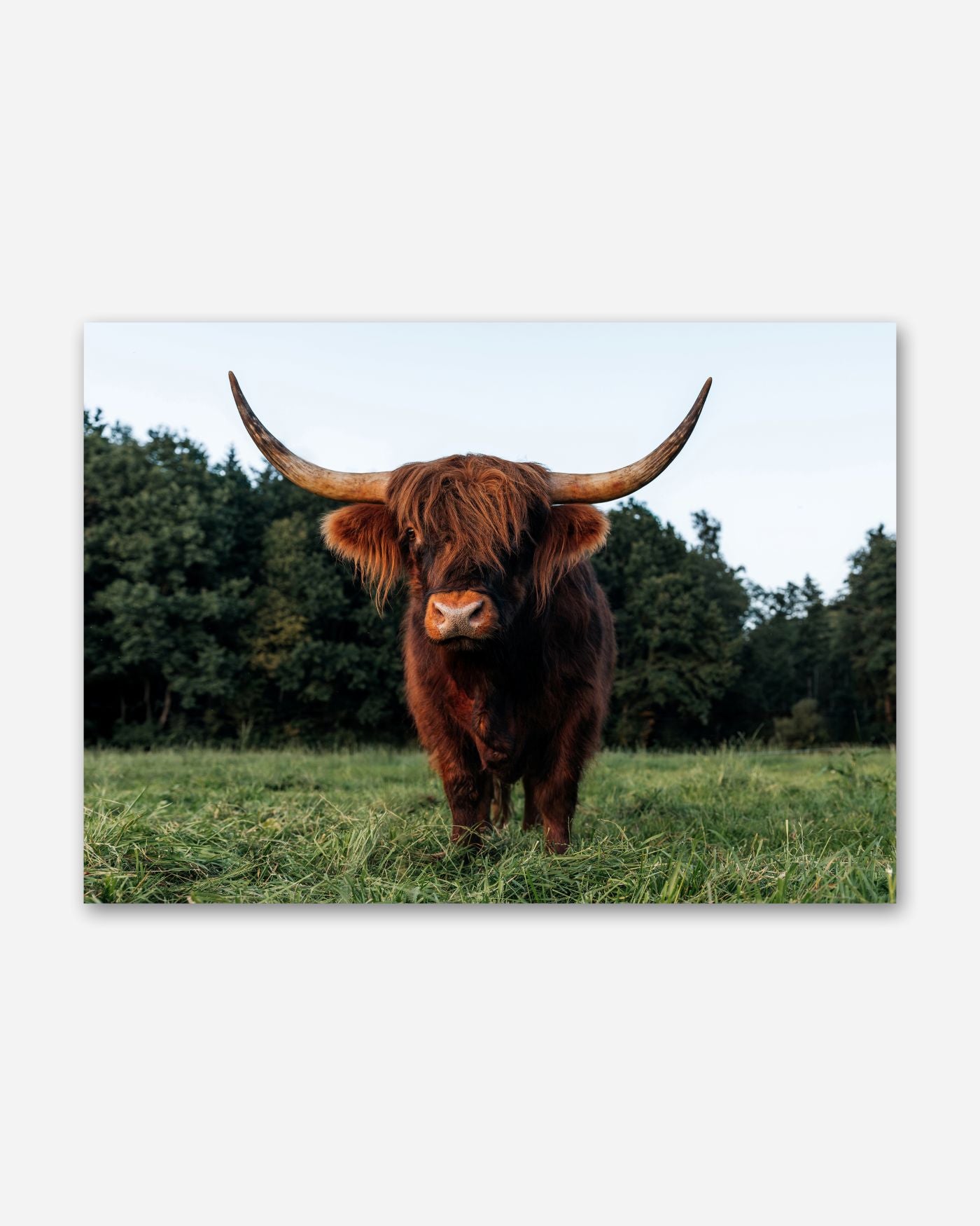 Schottischer Gast im Allgäu