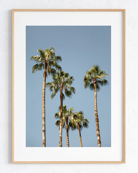 Palmenpoesie - Rahmenedition