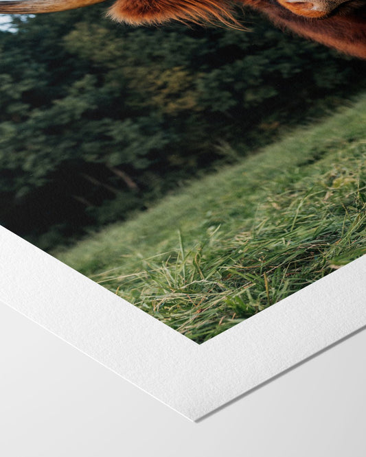 Schottischer Gast im Allgäu - Kunstdruck