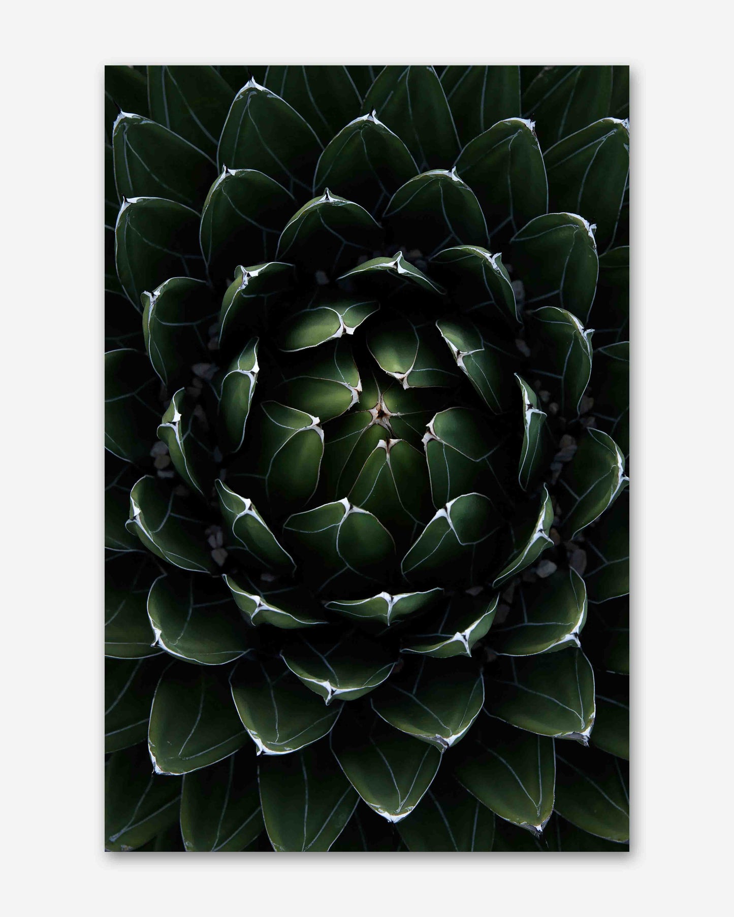 Perfektion der Natur