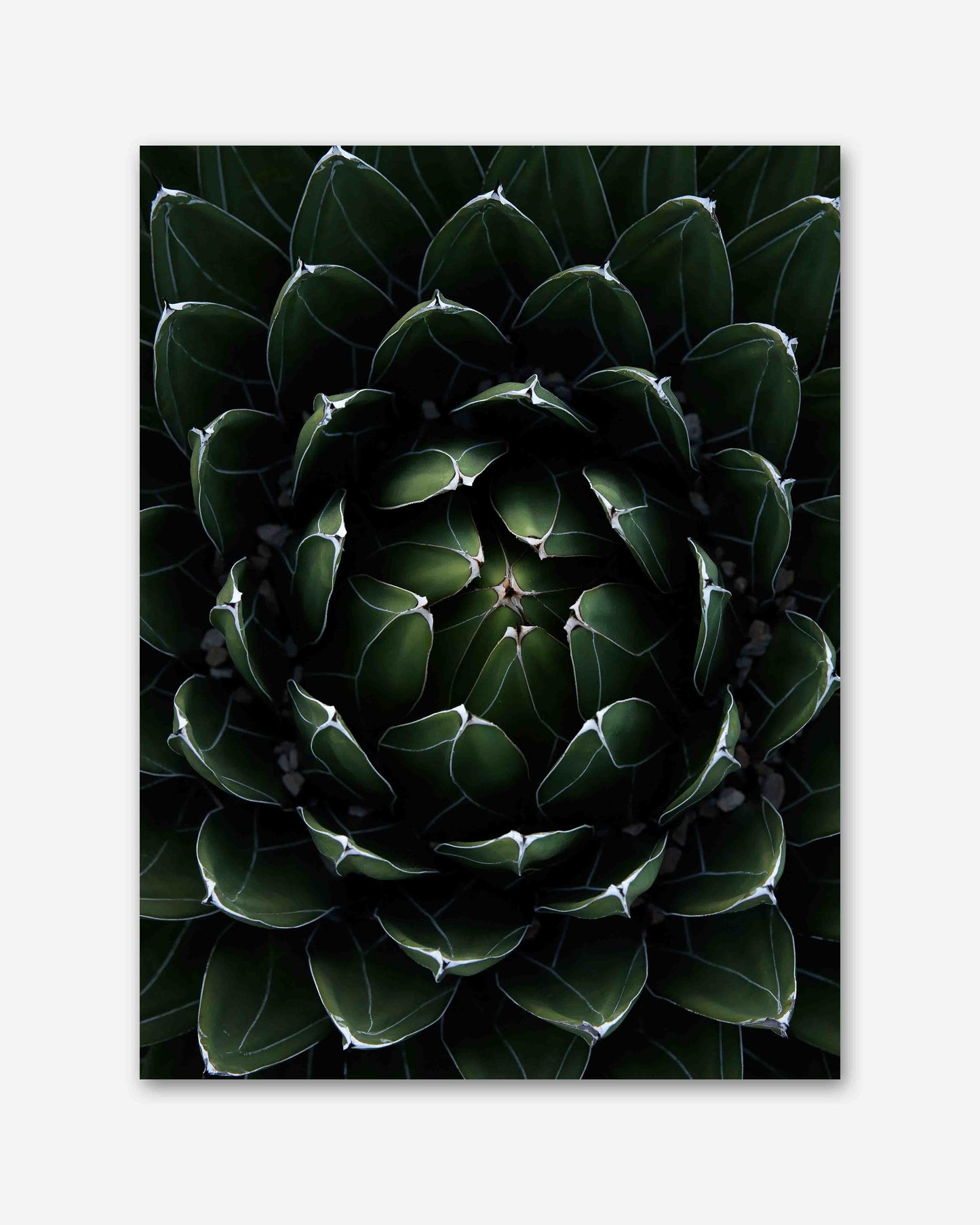 Perfektion der Natur