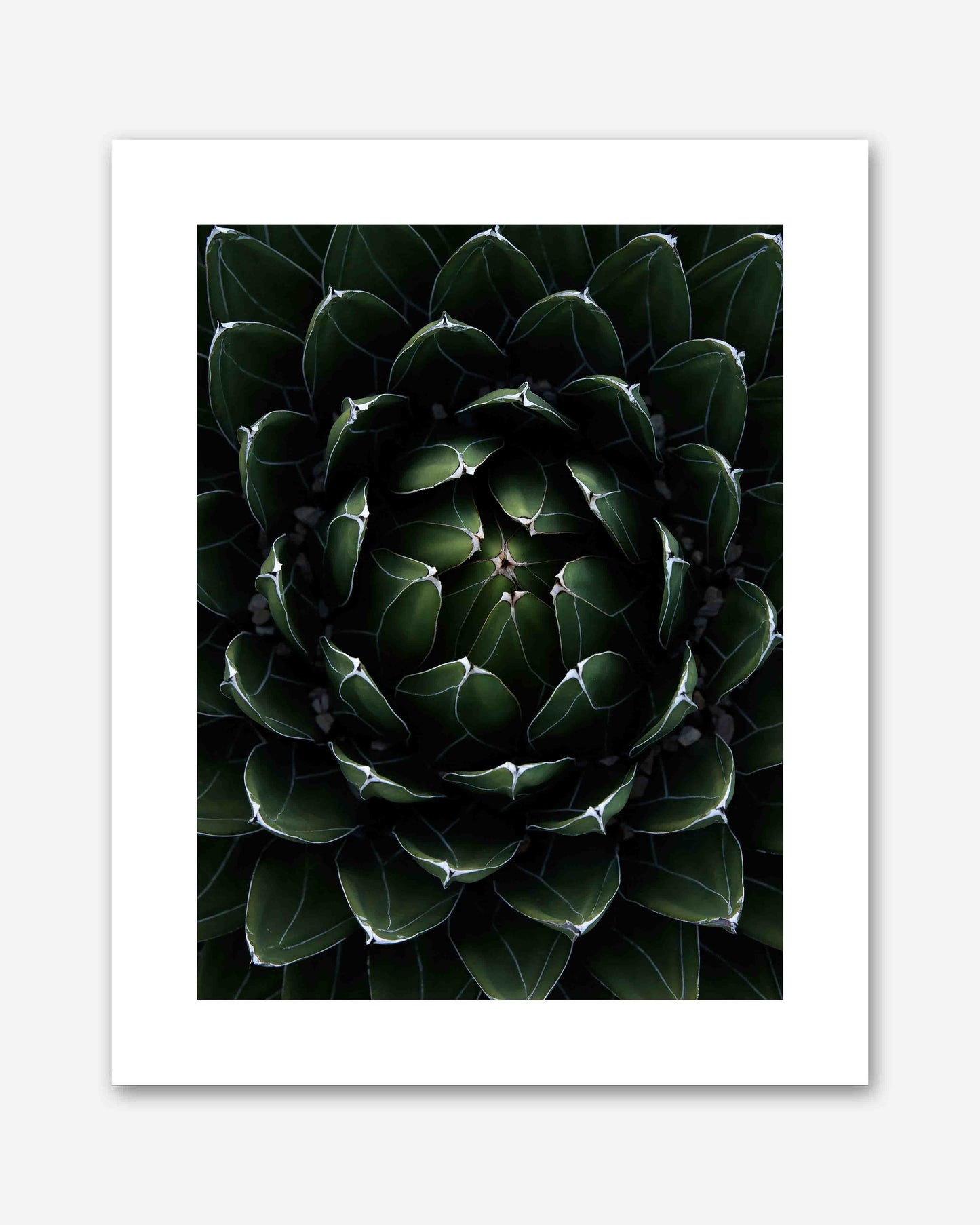 Perfektion der Natur