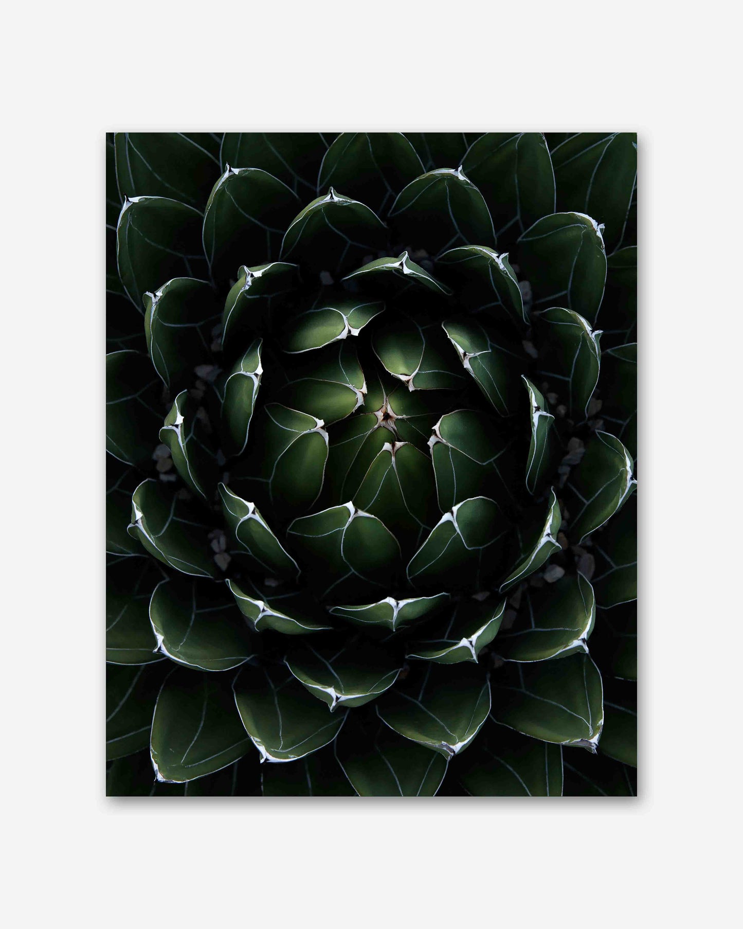 Perfektion der Natur