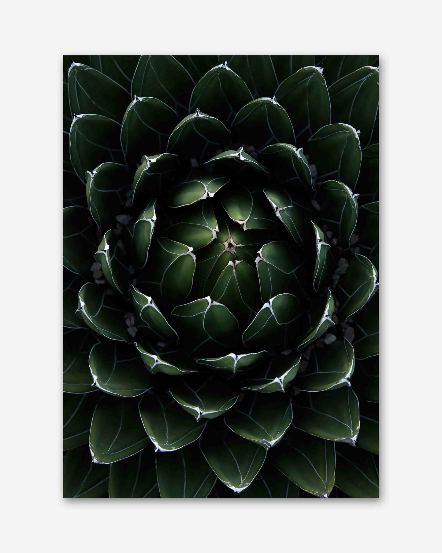 Perfektion der Natur