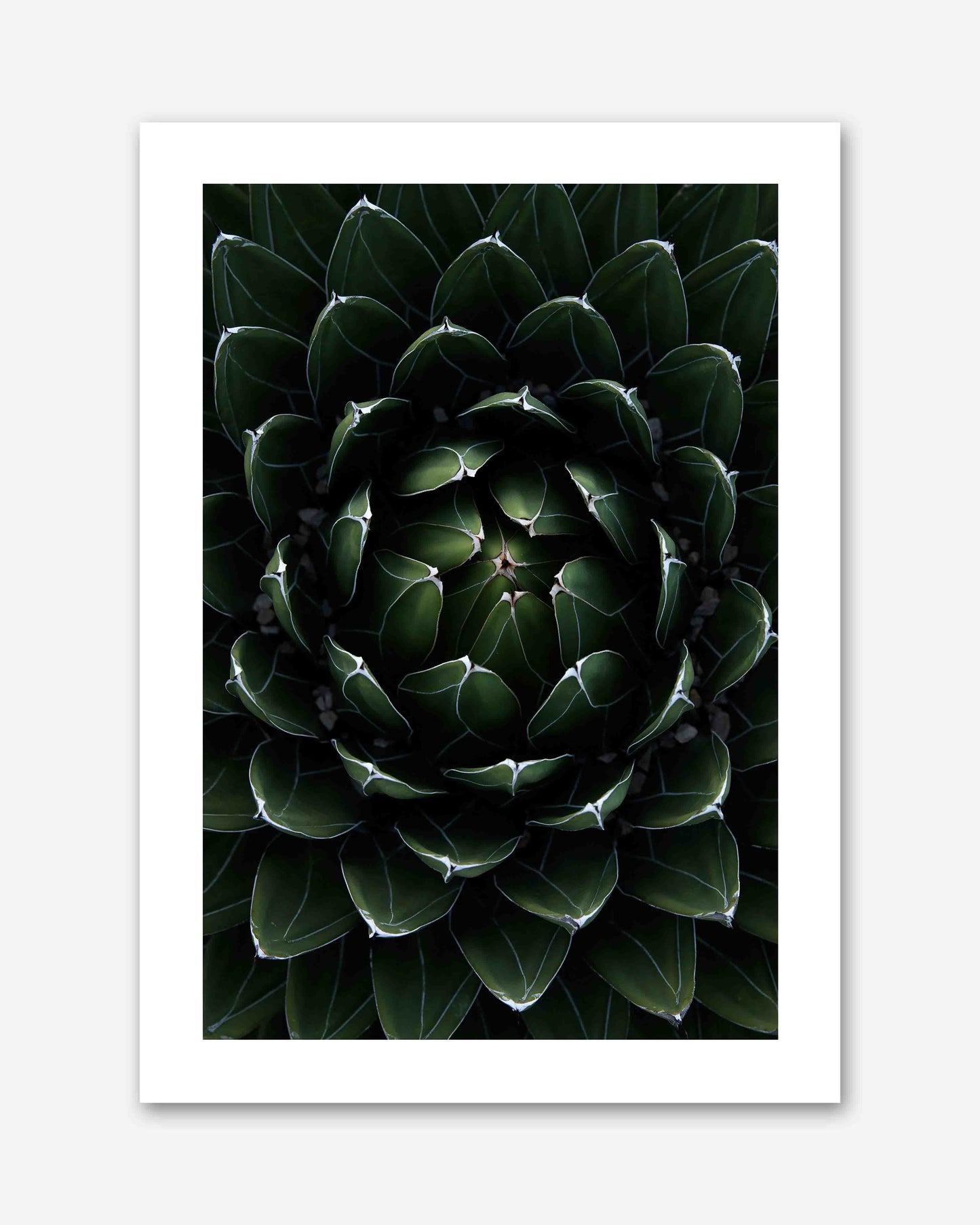 Perfektion der Natur