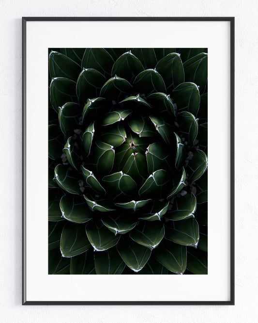 Perfektion der Natur - Rahmenedition