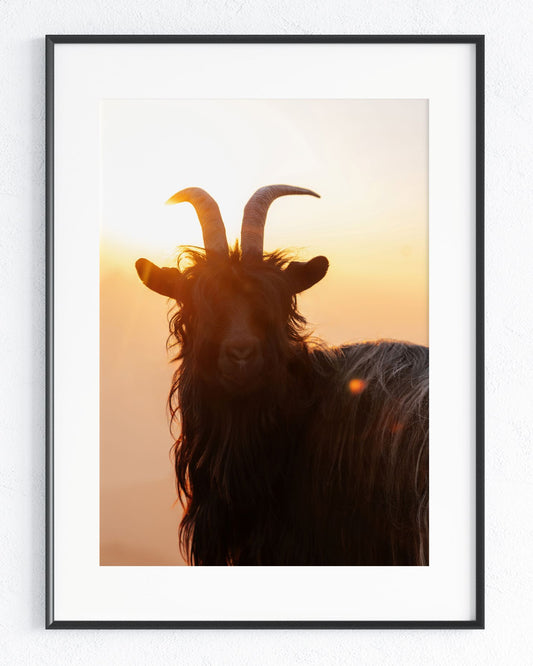 Im goldenen Licht - Rahmenedition